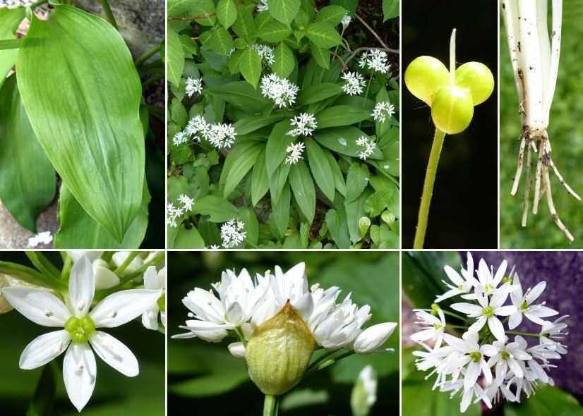 | 500szt PAKIET | PRODUCENT Czosnek niedźwiedzi sadzonki cebulki, ,