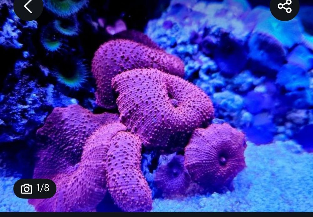 4 corais incluindo euphyllia de 3 cabeças