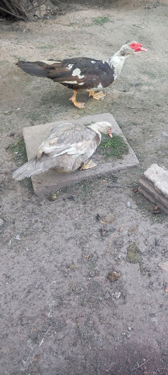 Kaczory oraz kaczki francuskie