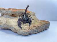 Skorpion skorpiony heterometrus silenus ex. Petersii