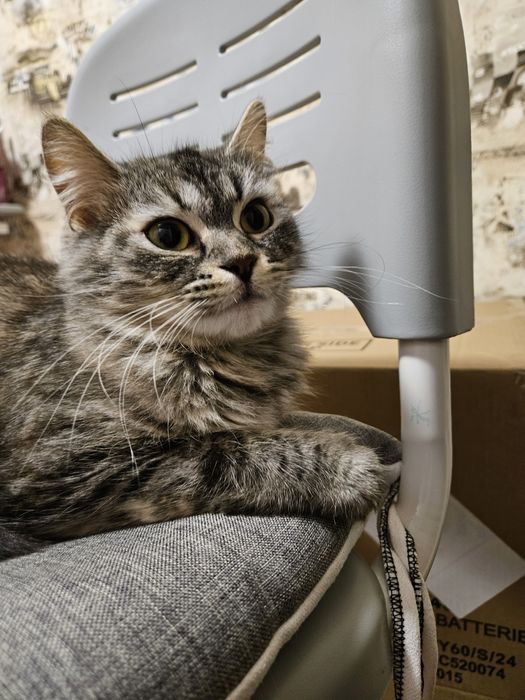 Отдам кошечку в добрые руки