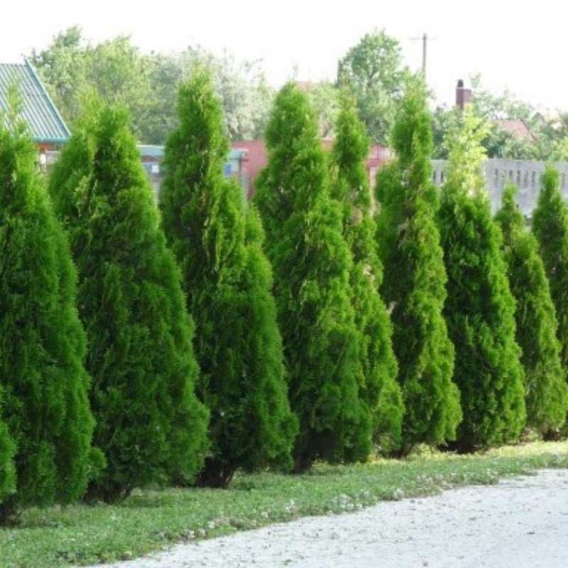 Tuja Thuja Smaragd Szmaragd