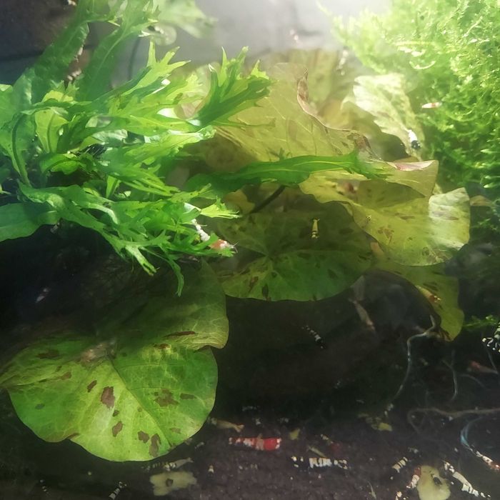 Lotos tygrysi sadzonka