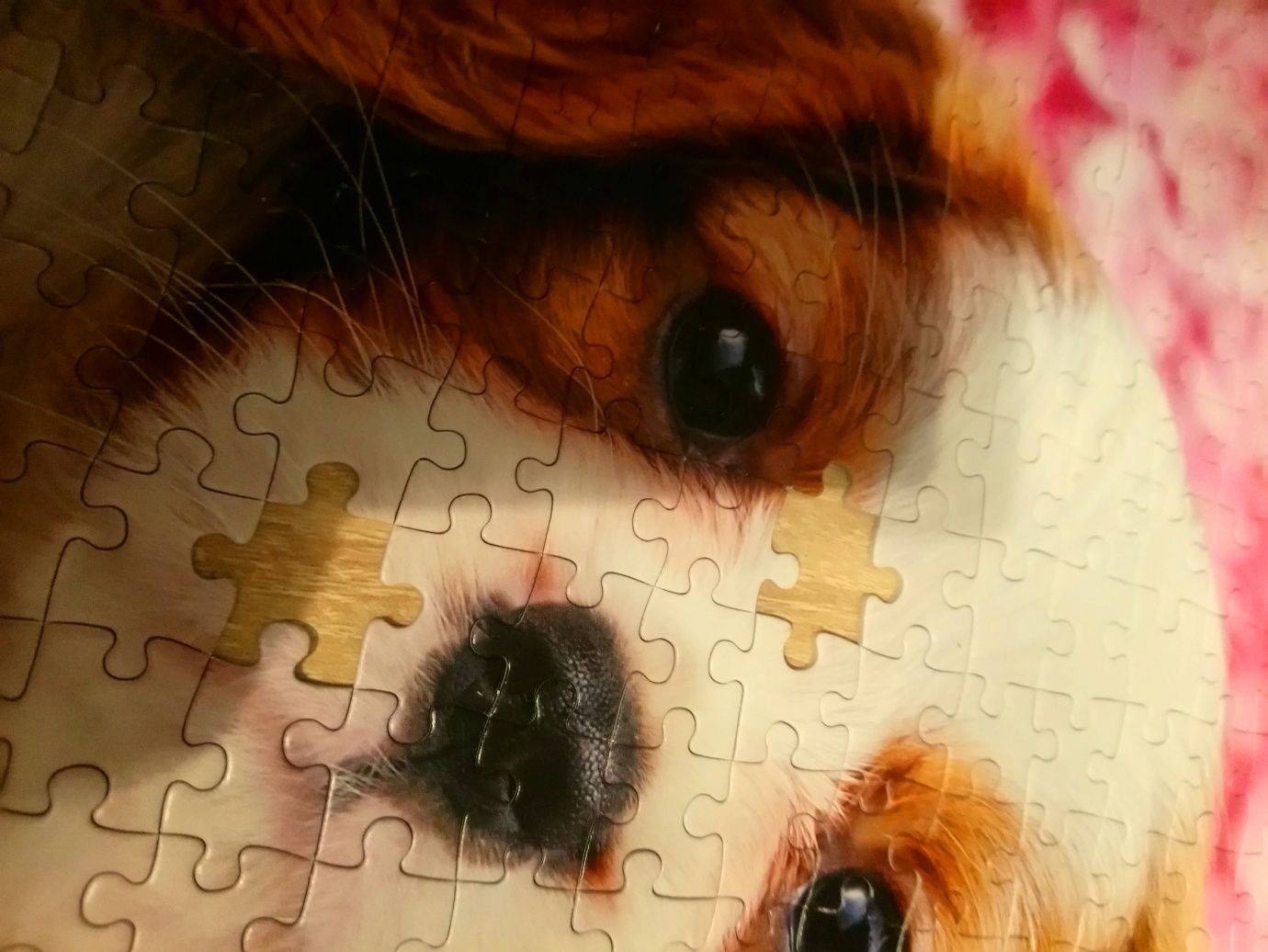 Puzzle Castorland 500 elementów Pup in Pink Flowers