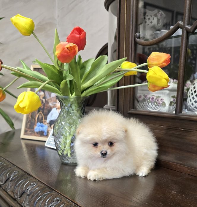 Sunia Szpic miniaturowy pomeranian