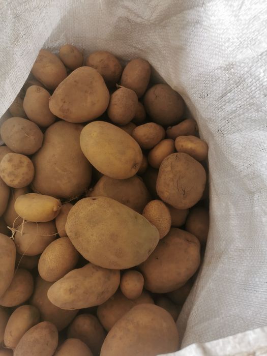 Sprzedam odpady ziemniakow