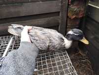 Kaczory call duck