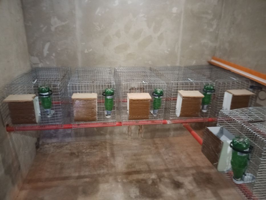 Клєткі для кроликів