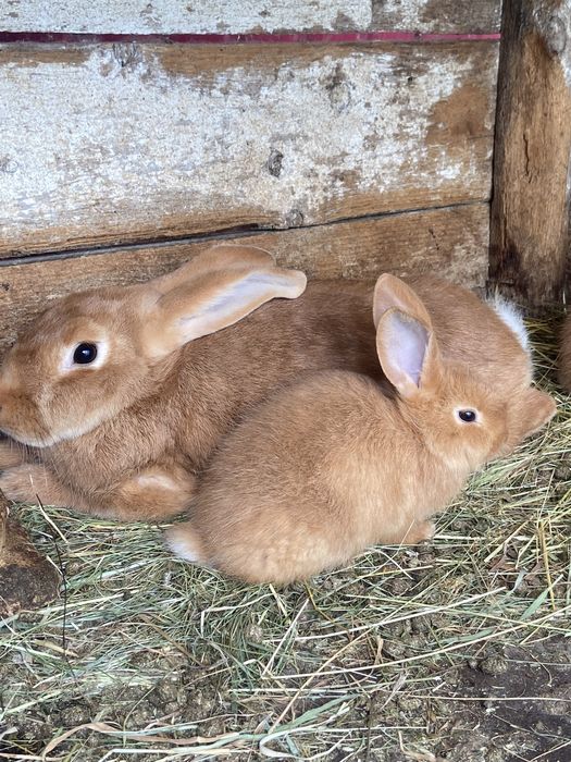 Кролі,  кролики, бургунці