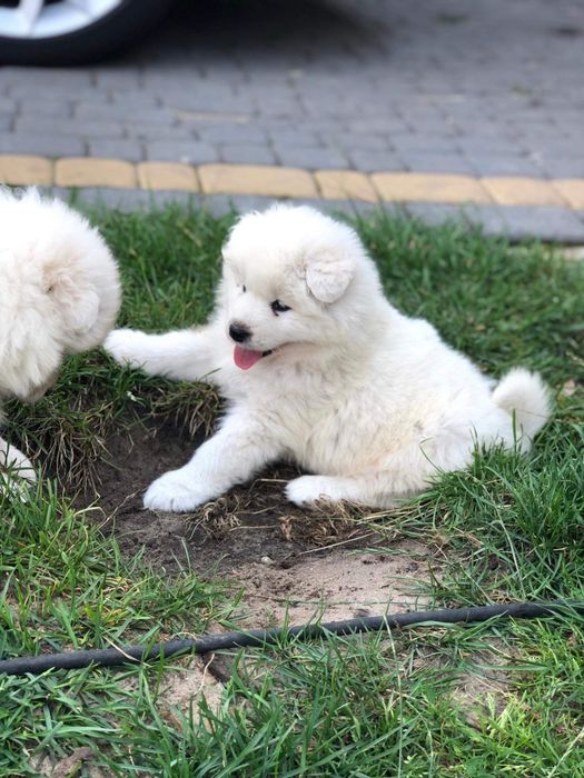 Samoyed Piękny Szczeniaczek