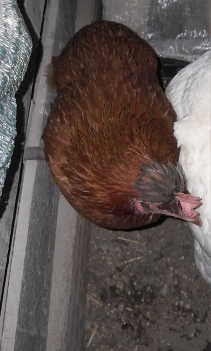 Garnisés fêmeas  sem raça defenida