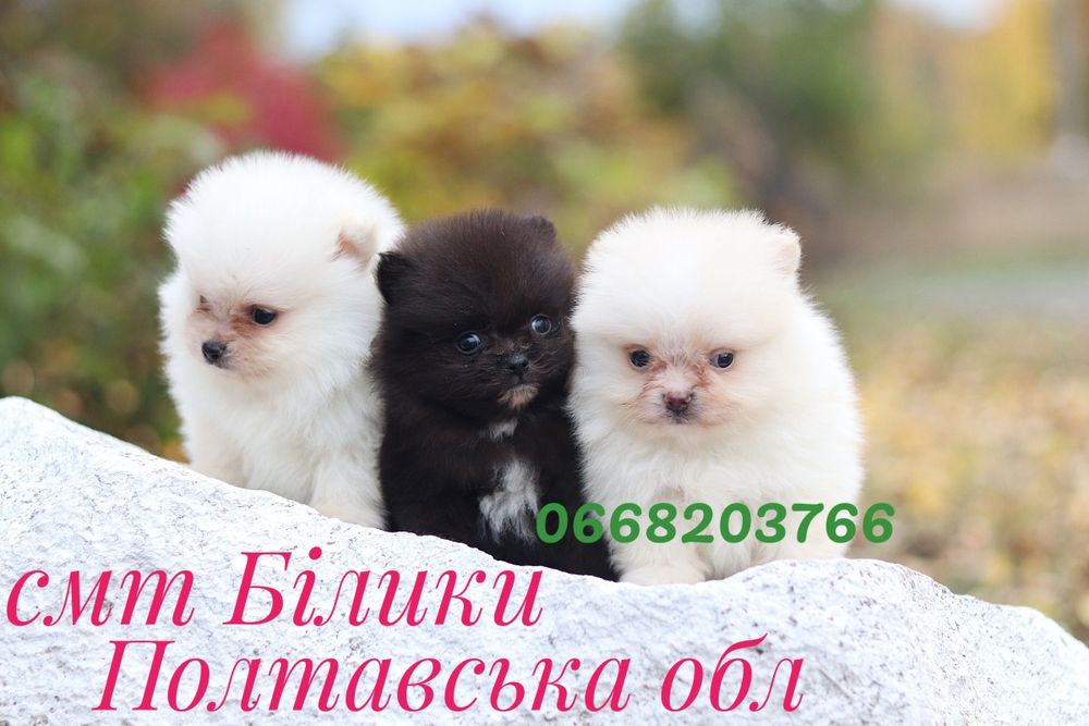 Маленькие солнышки шпицы