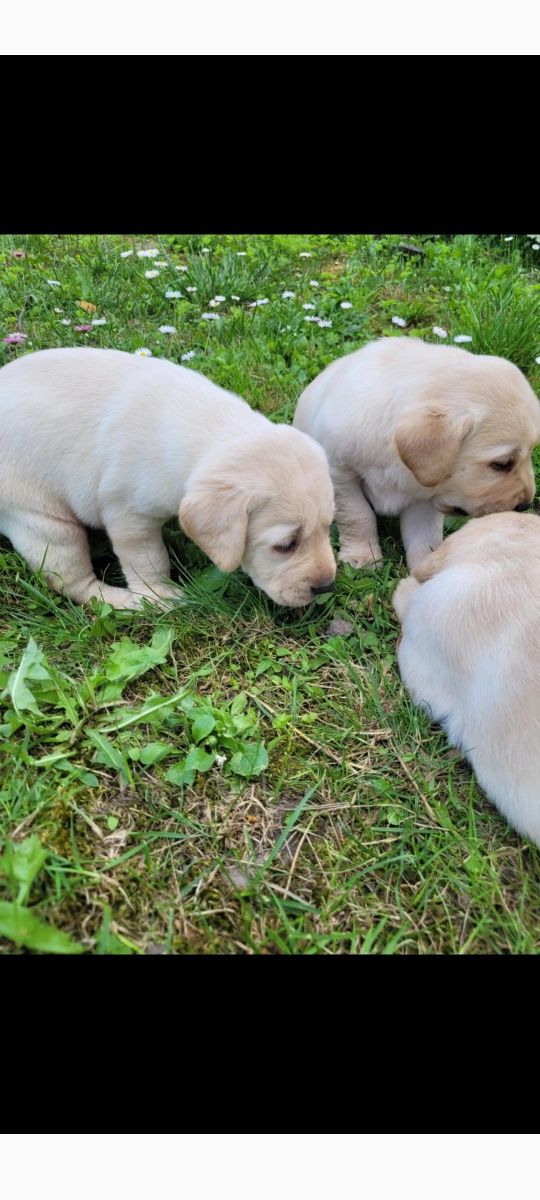 Labrador retriever