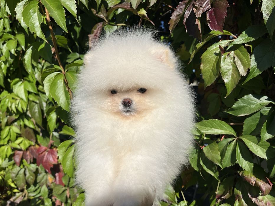 Хлопчик міні шпіц білого кольору