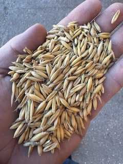 Owies   duze ilośći