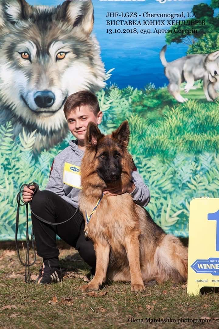 Розплідник німецьких вівчарок КСУ