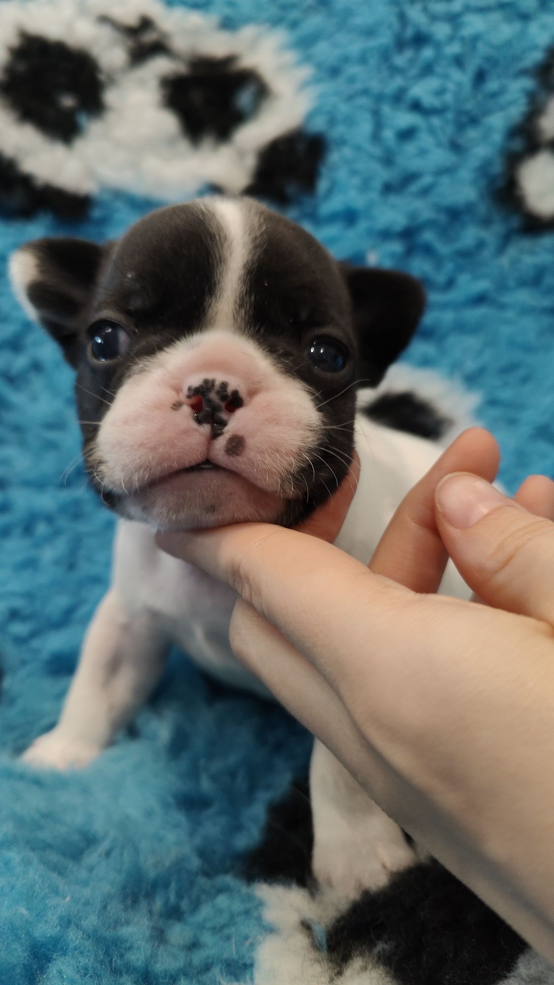Buldog francuski szczenie ZKwP/FCI