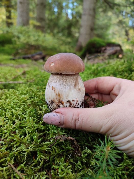 Мариновані гриби Білі Сухі гриби Грибний порошок