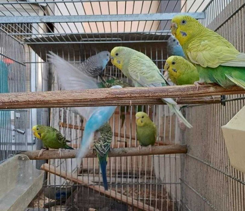 Lote de Periquitos Australianos