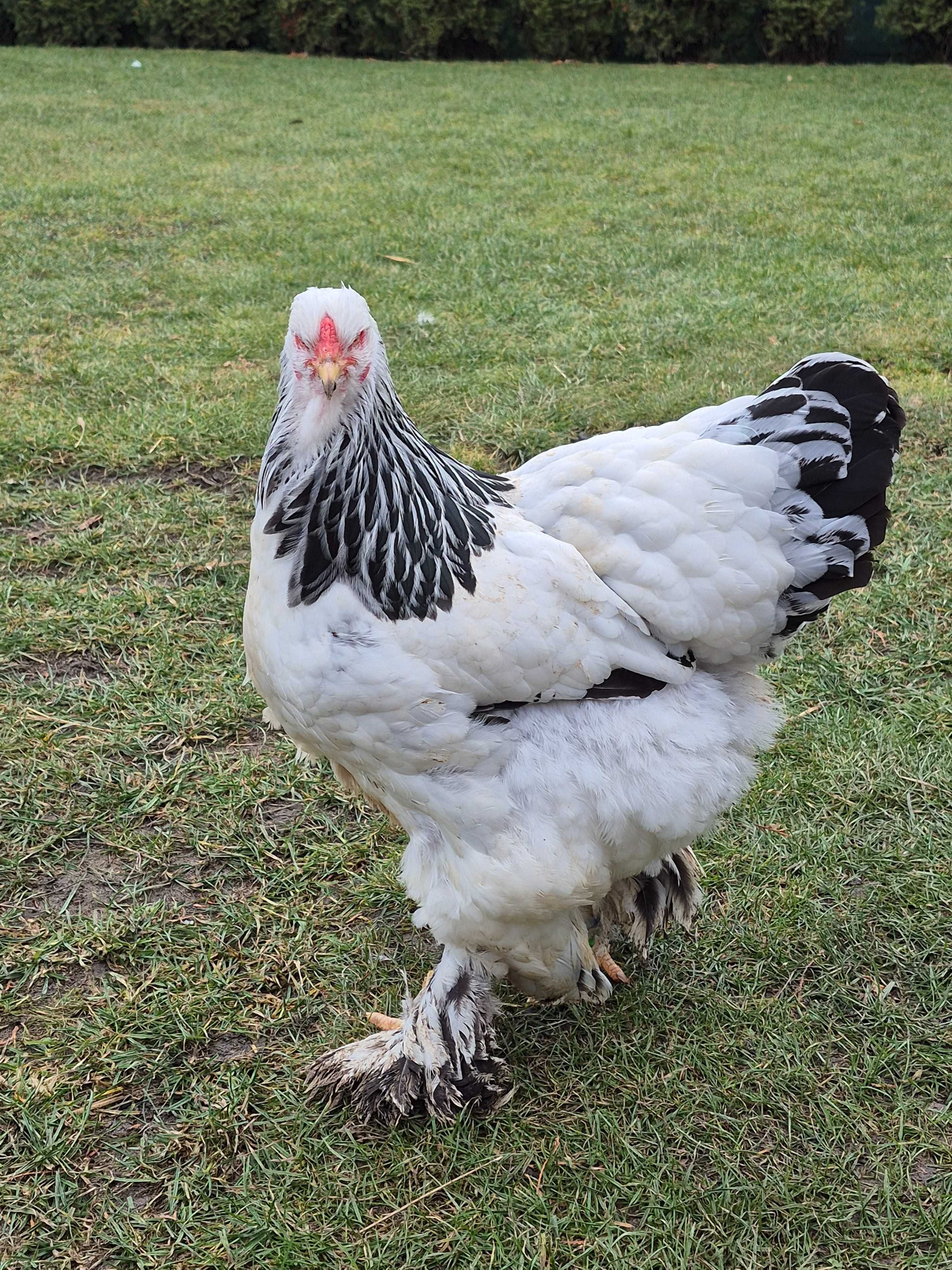 Jajka lęgowe Brahma Olbrzymia Gronostajowa