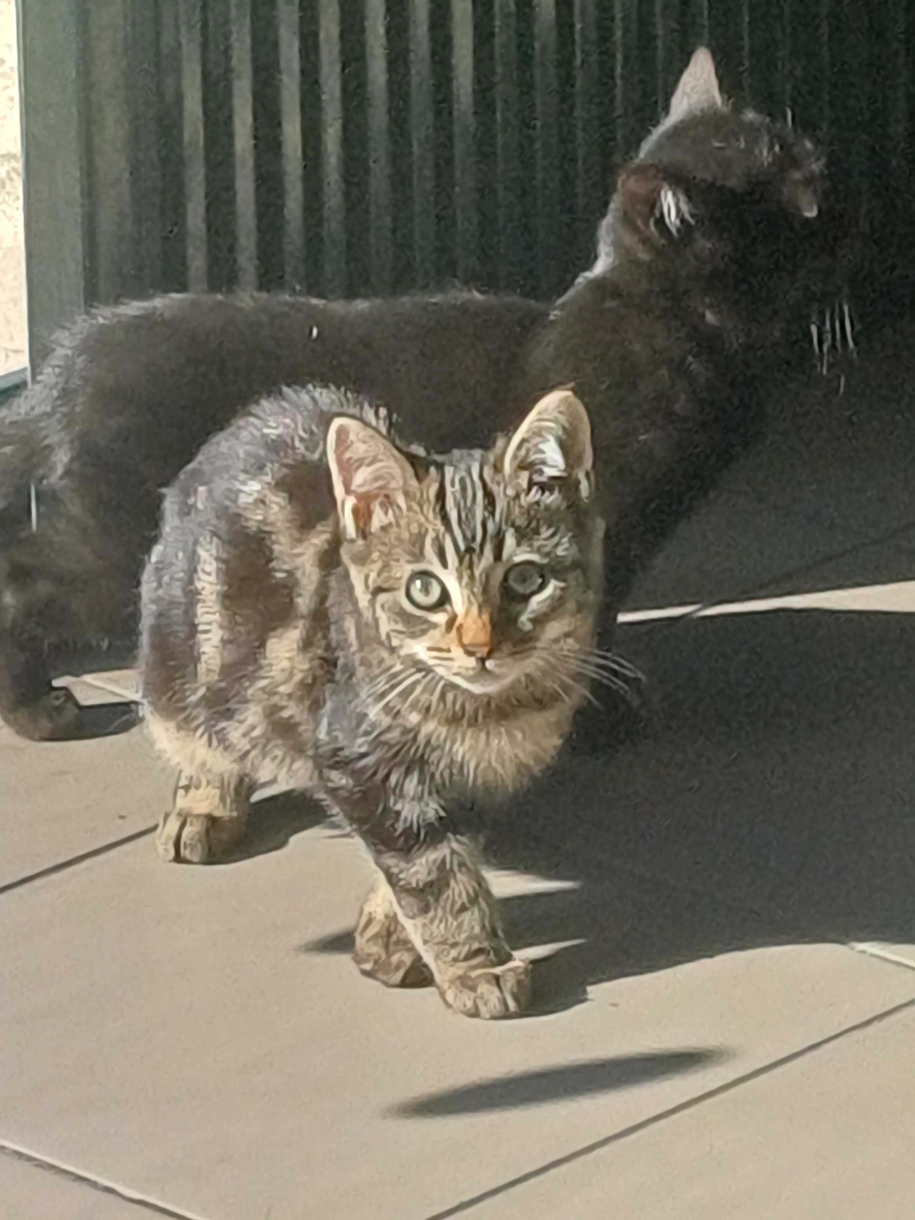 Três gatinhos cheios de amor procuram uma família divertida