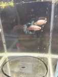Bettas Macho plakat Koi Marble