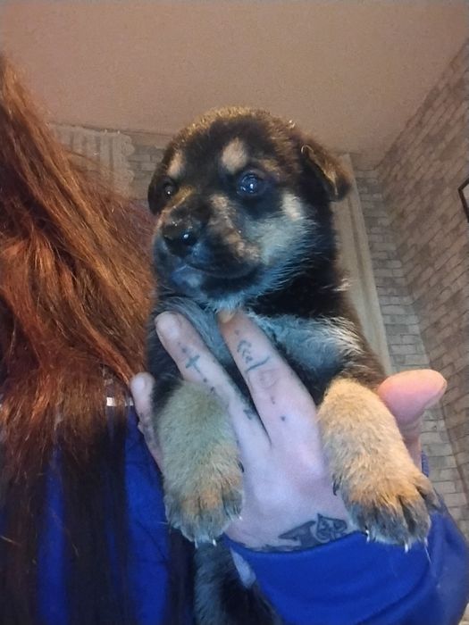 Oddam za darmo szczeniaczki