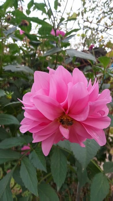 Георгины Жоржини клубни