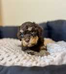 Samiec Lagotto Romagnolo (Cynamon) FCI