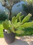Cactos e suculentas