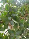 Товстянка, грошове дерево, Crassula ovata blue bird ( 15 років)