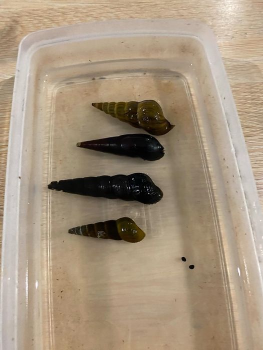 Ślimaki tylomelania