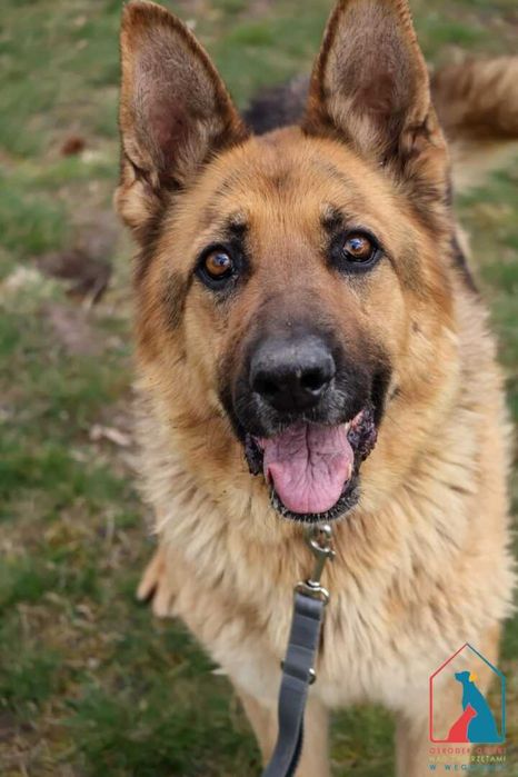 Piękna sunia owczarka niem. - spokojna, łagodna, delikatna - adoptuj