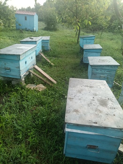 Бджолосімї, бджолопакети (отводки) Карпатка