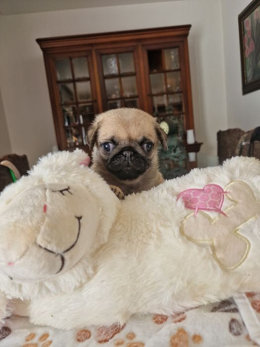 Disponível pug carlin