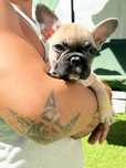 Bulldog Frances femea