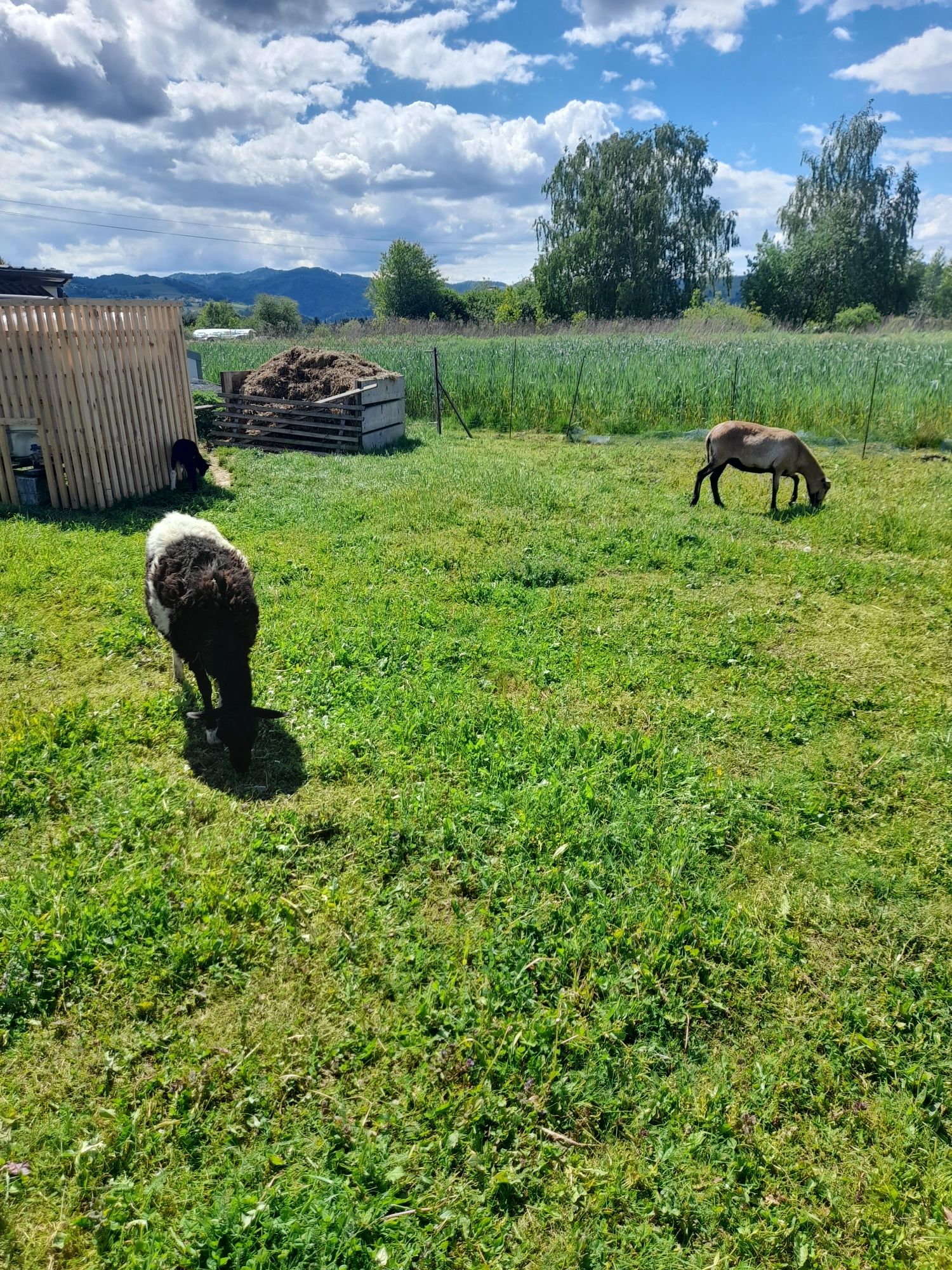 Owieczki owce kamerunskie