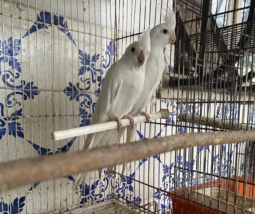 Pássaros Roseicollis e Caturras