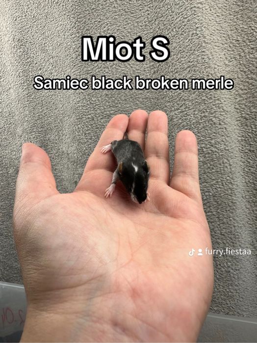 Mysz rasowa, mysz, myszy rasowe, mysz domowa, mysz z rodowodem, myszka