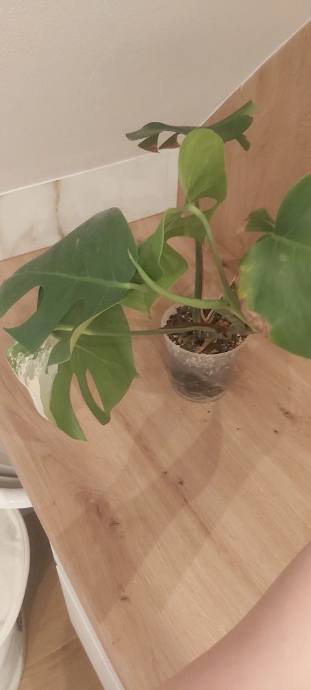 Monstera deliciosa variegata