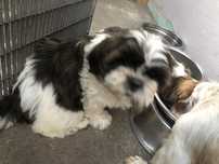 Szczeniaki shih tzu