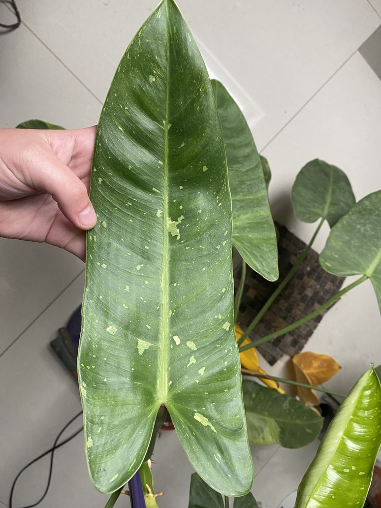 Monstera Variegata, jose buono