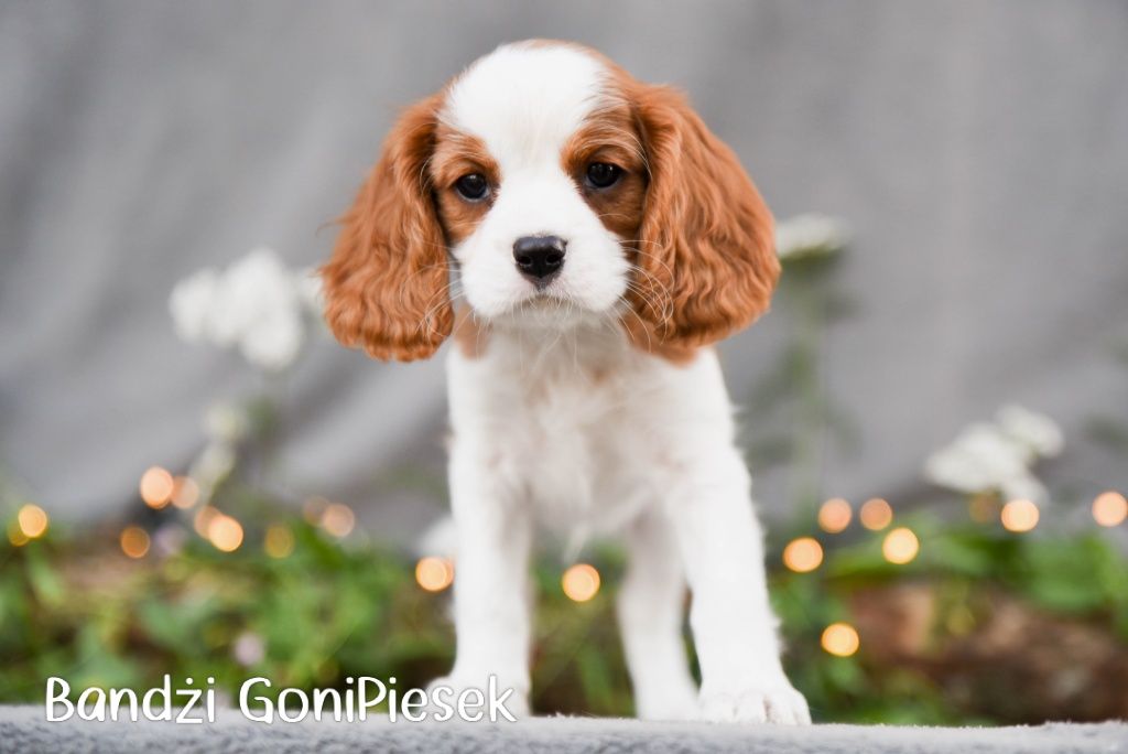 Cavalier King Charles Spaniel Blenheim