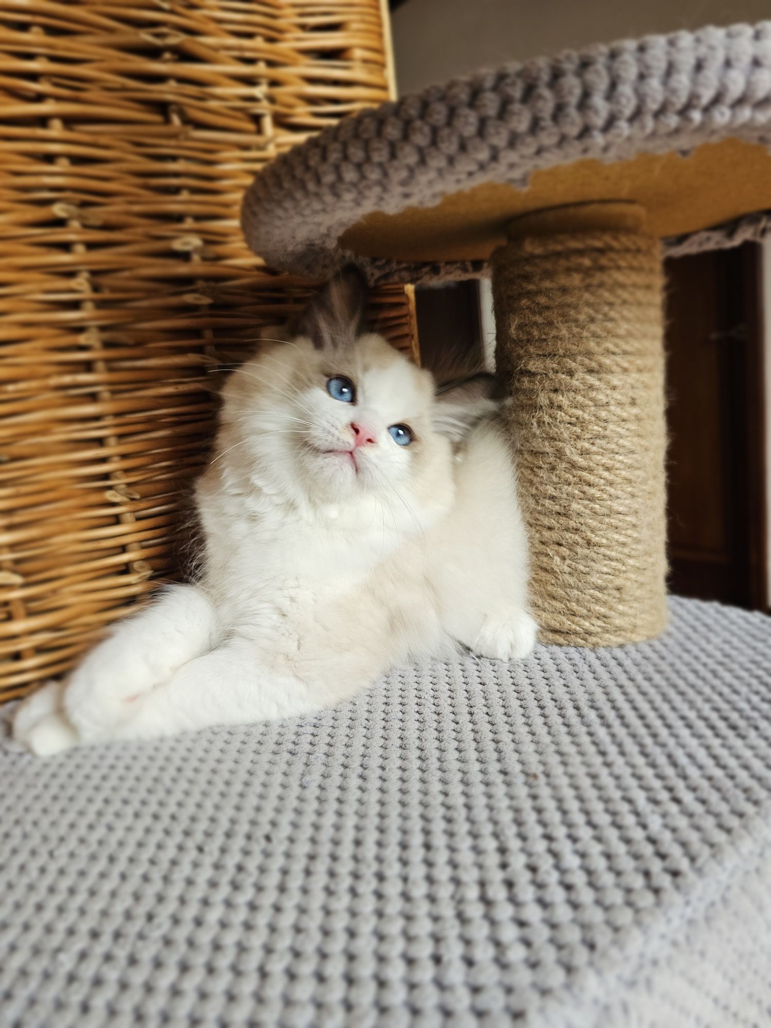 Ragdoll kocurek na kolanka