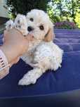 Maltipoo szczeniaczek gotowy do odbioru