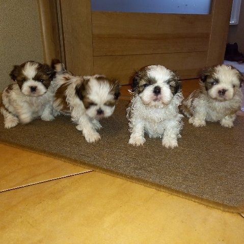 Szczeniak shih tzu