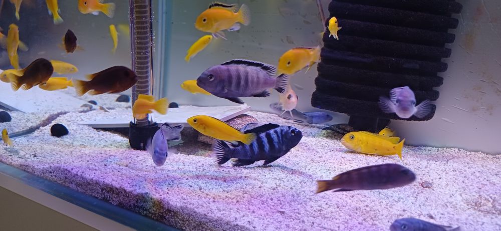 pyszczaki Chindongo  saulosi