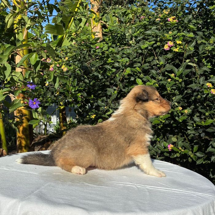 Rough Collie - Lassie