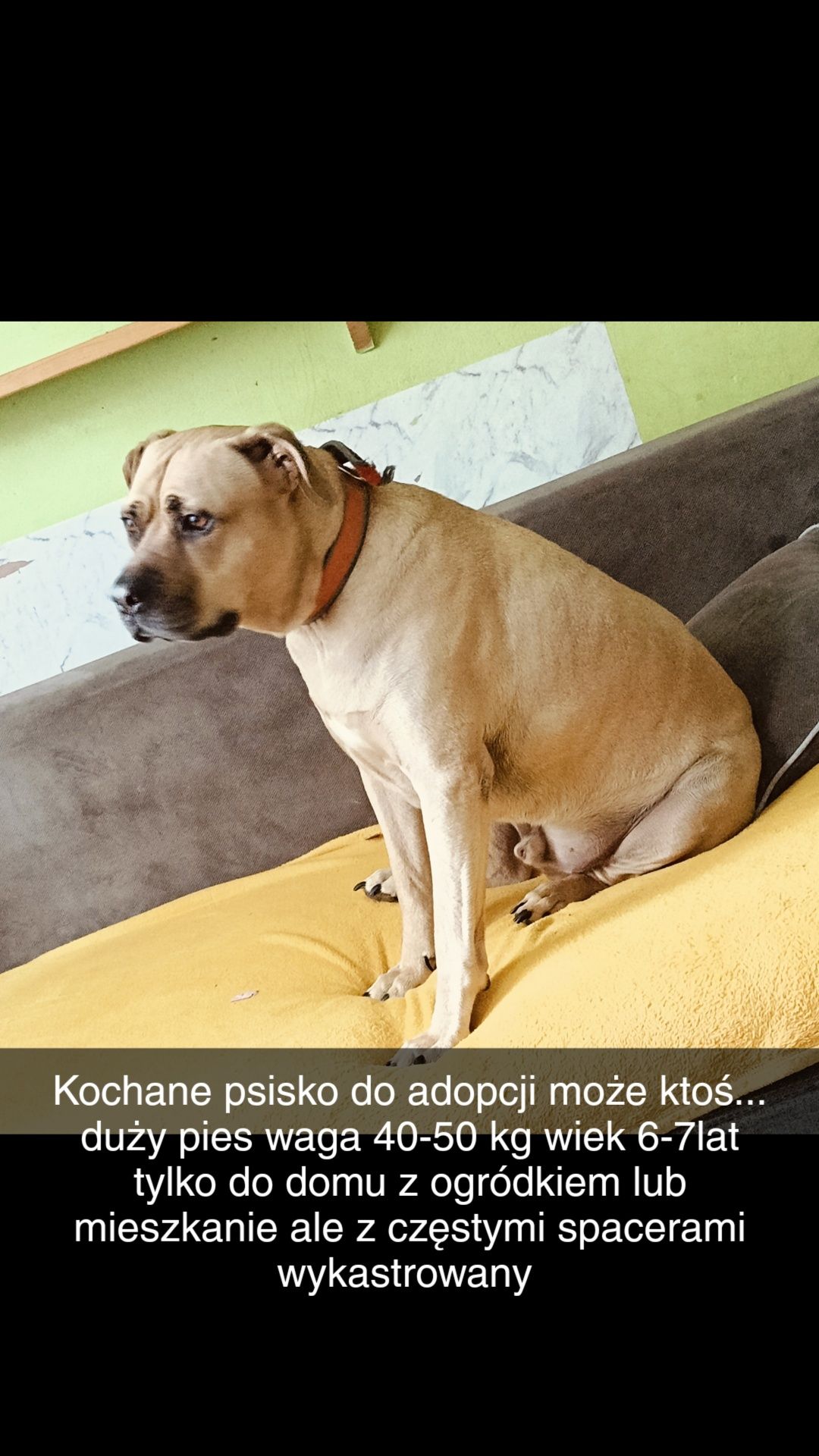 Oddam w dobre ręce