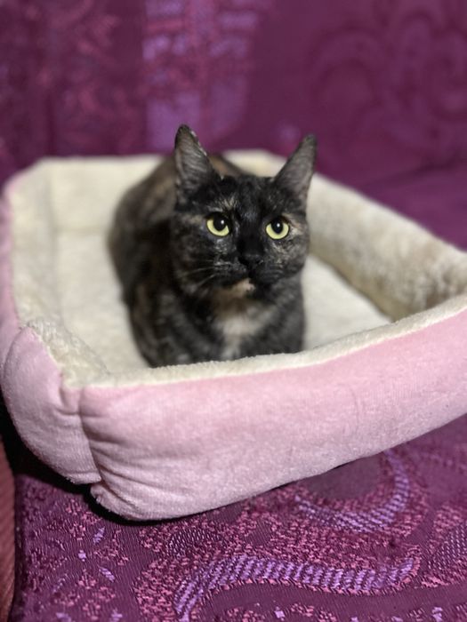 Киця компаньон. Дуже ласкава